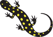 illustration of a salamander