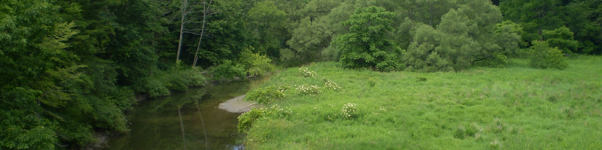Petticoat Creek in summer